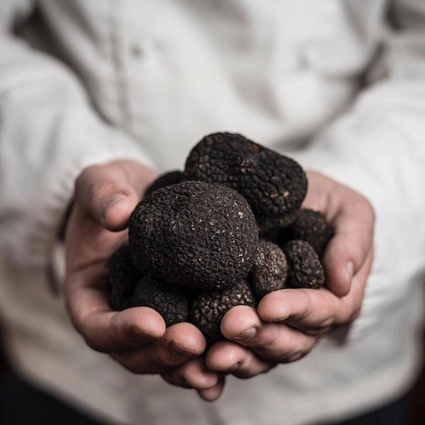 Black Truffle Melanosporum